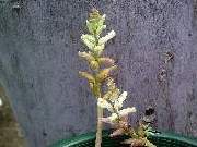 Lachenalia White